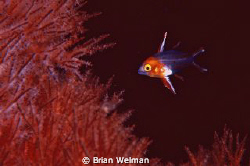 "Fragile"
Juvenile Bodianus Anthioides
Nikon F90X with ... by Brian Welman 